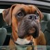 Boxer Heaven (@heaven_boxer) Twitter profile photo