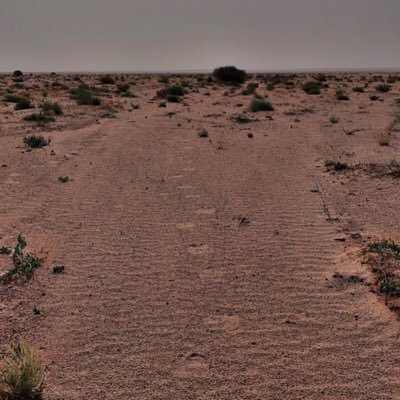 مهتم بعلم الاجتماع- ازرع اشجار برية - رياضة المشي hiking