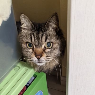 MomongaRos's profile picture. 最近ミニチュアゲーム復帰しました
３児の父です
生まれて半世紀経ちました