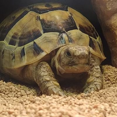 O5891's profile picture. ギリシャリクガメのジョルノ

カブトニオイガメのジョニィ

ミシシッピニオイガメのジョセフ

カメ3匹を飼っています🐢
ジョジョの奇妙な冒険大好き
よろしくね( ´∀`)/✨