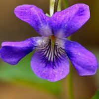 Violette Vénère 🐼✊pousse même au cimetière ⏚ (@violettevenere) 's Twitter Profile