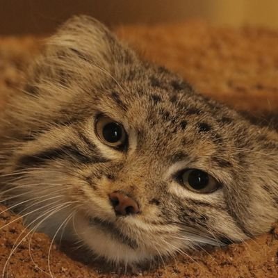 国内の動物園のかわいらしい動物たちをツイートして参ります。⚠️画像の無断使用、加工は禁止致します。