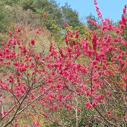 지리산 아름다운 경관속 맑은 공기와 지저귀는 산새들이 좋아서 조그만 집을 짓고 살고있습니다. 꽃과 나무를 가꾸는 것 또한 나의 취미입니다.