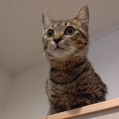 保護猫♀と暮らしています

Twitterの使い方がよくわからないので、失礼があったらスミマセン…