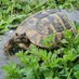 Alabama,Zora,Finchen,Gloria ๐ข (@vonschildkroete) Twitter profile photo Alabama,Zora,Finchen,Gloria ๐ข (@vonschildkroete) Twitter profile photo