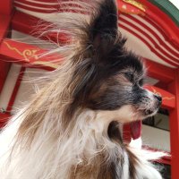 こいさん (@koisanff) Twitter profile photo