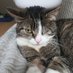 Lucia P. (@petrella_lucia) Twitter profile photo Lucia P. (@petrella_lucia) Twitter profile photo