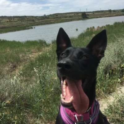 codewavess's profile picture. Constant learner. UX dev. Nature&Animal Lover. Random reminder to →BE KIND! 🌈 she/her. 🇻🇪 in 🇪🇸