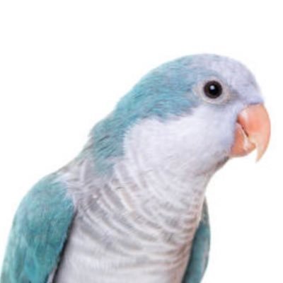 Townsquarebird's profile picture. Looking for the bear necessities of life as a worker bee enjoying the honey.