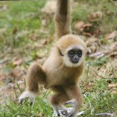 Gibbons2222's profile picture. Gibbons