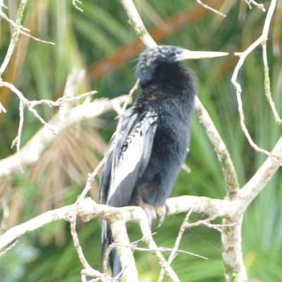 RobeKirke's profile picture. Analist met kritische blik op het meest gevaarlijk en gevreesd beest op onze aardkloot; de mens