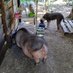 ANIMALS DO HAVE A VOICE! Evolved beings care! (@healing_energy4) Twitter profile photo ANIMALS DO HAVE A VOICE! Evolved beings care! (@healing_energy4) Twitter profile photo