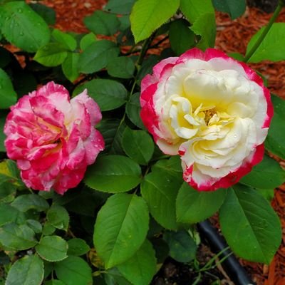 cathy_tarlton's profile picture. 