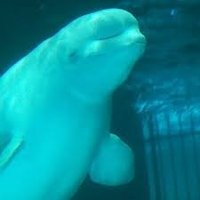 バンジョー (@electricbanjou) 's Twitter Profile Photo