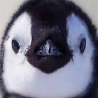 はやしペんぎん (@_pengu7n_) 's Twitter Profile