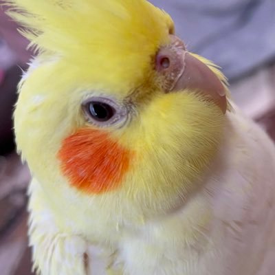 コロちゃん【公式】さんのプロフィール画像