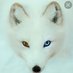 Arctic Fox (@ob55783048) Twitter profile photo Arctic Fox (@ob55783048) Twitter profile photo