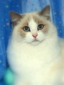 Kiwimagic Ragdolls is a small exclusive cattery devoted to the breeding of Ragdoll cats.
Like us on FB: http://t.co/Y40W4sdFE1