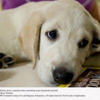 James G. Willson (@labradorsrcool3) 's Twitter Profile