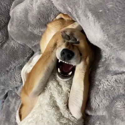 「まぶしいワン！」でテレビやネットでちょいと有名になってしまった柴犬 光日出（ミツヒデ)くん。2020年6月26日生まれの♂でとにかく面白い武将犬です。ブログやYouTubeもやってます。https://t.co/RG1LWhyYjE