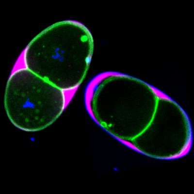 Disease modeling in worms @ UF The views and opinions are my own.
https://t.co/Cc1Fvv9o5Y