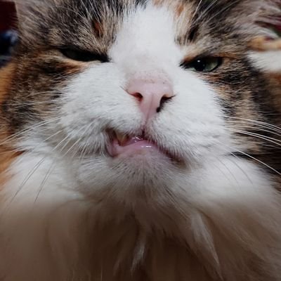 ねこまむし 8bagubeko8 Twitter ねこまむし 8bagubeko8 Twitter