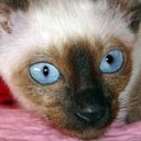 Veronica Veras - @Veronic14860757 - Twitter