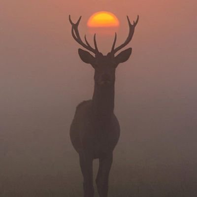 4na_1's profile picture. 