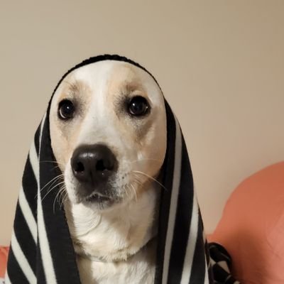 mHufn302's profile picture. Software Engineer

Level: 30