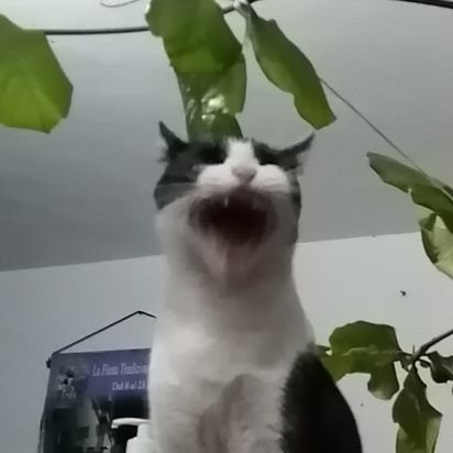 MajoBeifong's profile picture. Experta en nada, una simple aprendiz