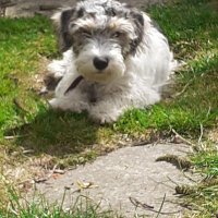 constant_gardener (@jdixon99) 's Twitter Profile