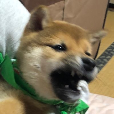 iPureko's profile picture. 物作り好きなおっさん。 あんこ好き。X68000とMSXで遊ぶ。道具はマキタ派。