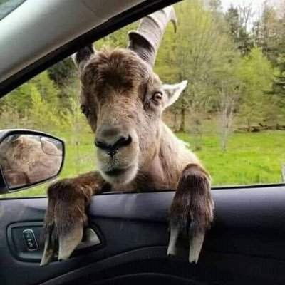 I’m a goat.  I need a ride.