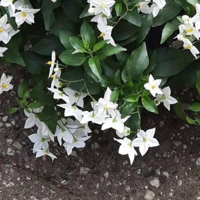 dam_agnes's profile picture. 