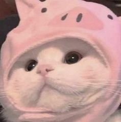— i love so much cats (つ≧▽≦)つ🍄