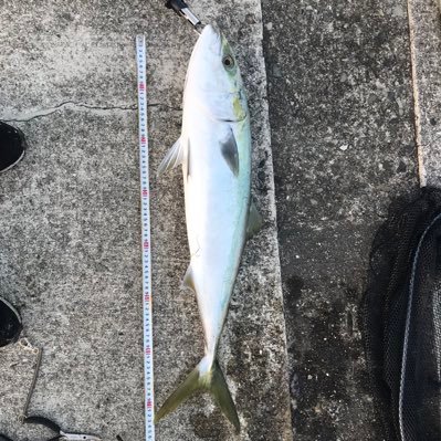 釣りに魅了された阿波男子です。ショアジギしてます。ブリを釣るのが目標です。いつもブリを🎣たいと思いながらしているヤベェやつです。フォローしてくれたら嬉しいです。大伯父が釣りサンデーを創刊した人です。