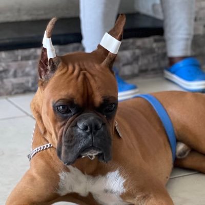 oscarpl's profile picture. 