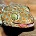 Golden Lizard (@goldenlizard3) Twitter profile photo Golden Lizard (@goldenlizard3) Twitter profile photo