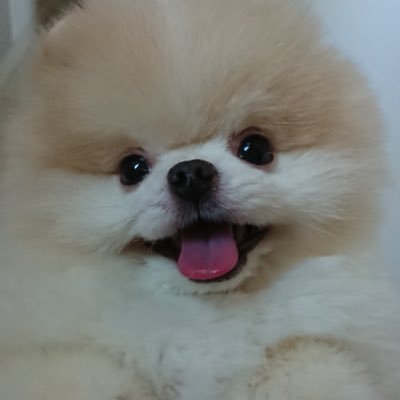 #小劇場観劇 #板橋区 #板橋区民 #映画 #読書 #ペット #犬 #ポメラニアン #犬のいる暮らし 愛犬ルーク(2014年9月22日-2025年2月12日)
