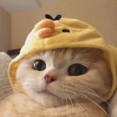 ricexxkoi's profile picture. Random.