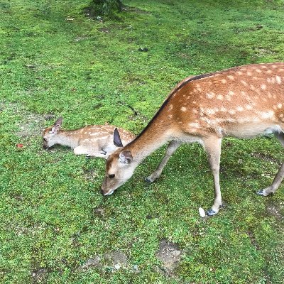 鹿さんの県
はたち
黒髪ボブだったけど伸びました