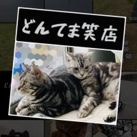【どんてま笑店】猫アクセサリーどんちゃん&てまり(@donchan028211) 's Twitter Profile Photo