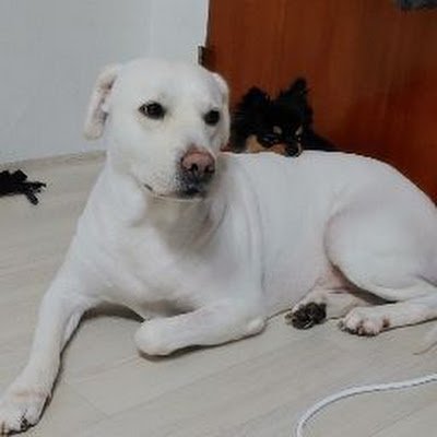 dalgonalatte3's profile picture. 