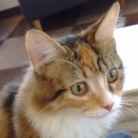 Ling-mu (@ling_mu) 's Twitter Profile