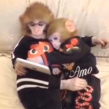 sutlukaveee's profile picture. 