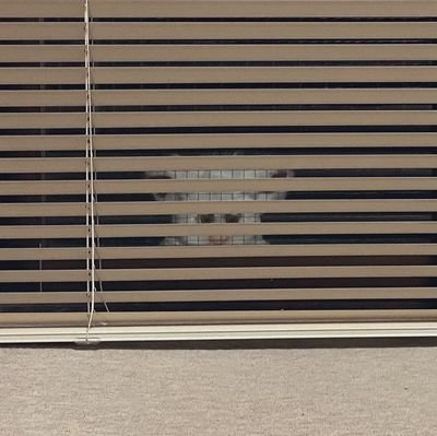 fullsmut's profile picture. sister daniel devotee 🕊️ • 🔞