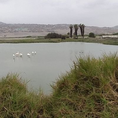 panconplatanoo's profile picture. Activo morboso.