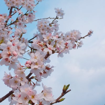 花や綺麗な風景の写真が好きです🌸🌸身近な写真を撮ってます📲無言フォロー失礼します🐈