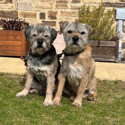 Two fun loving terrorists from the north east. Austin likes his golf ball and Dawson digs for moles. Members of the #btposse