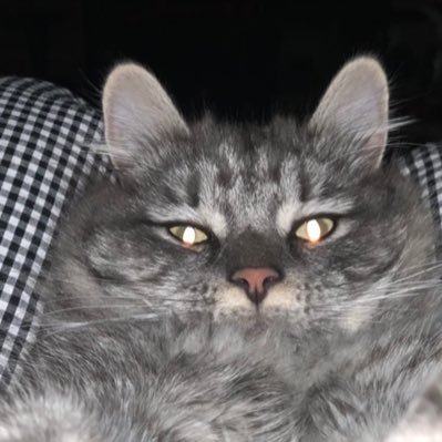 ToniSmi78471376's profile picture. Just like you and “your amazing!”